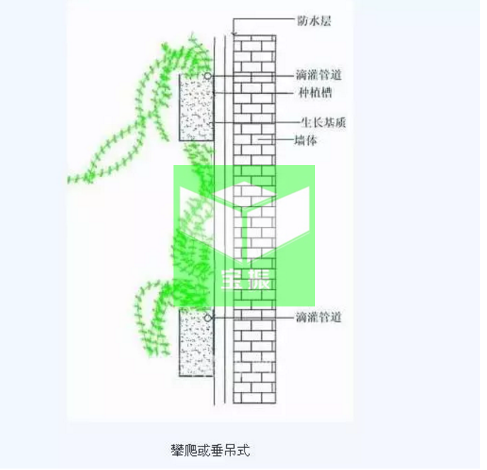 垂直绿化植物墙的做法